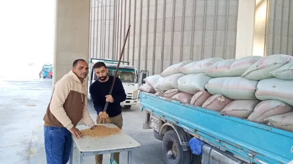 شون وصوامع المنيا تستقبل 8205 طن قمح