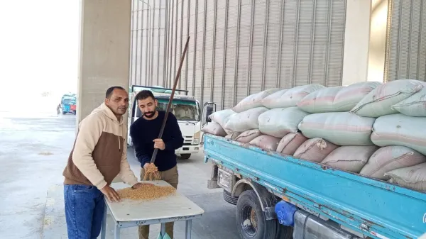 شون وصوامع المنيا تستقبل 16630 طن قمح