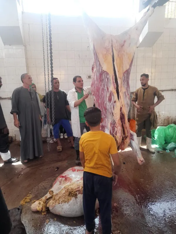 الذبح بالمجان.. المنيا تجهز 39 مجزراً لاستقبال المواطنين في عيد الأضحى