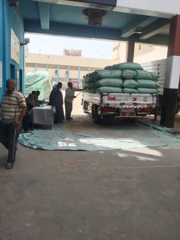 قمح المنيا يواصل أرقامه القياسية.. 509 آلاف طن تملأ الصوامع
