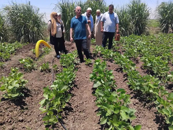 المنيا تتصدر المشهد الزراعي في صيف 2025 بأكثر من 200 ألف فدان
