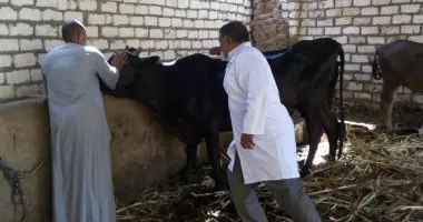 تحصين ماشية المنيا ضد «الحمى القلاعية» غداً