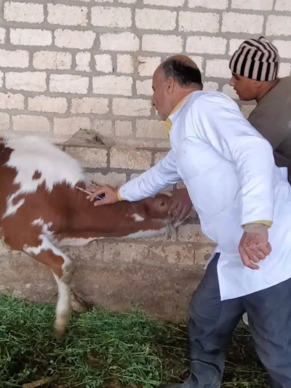 لمدة شهر ,, بدء فاعليات الحملة القومية لتحصين الماشية بالمنيا