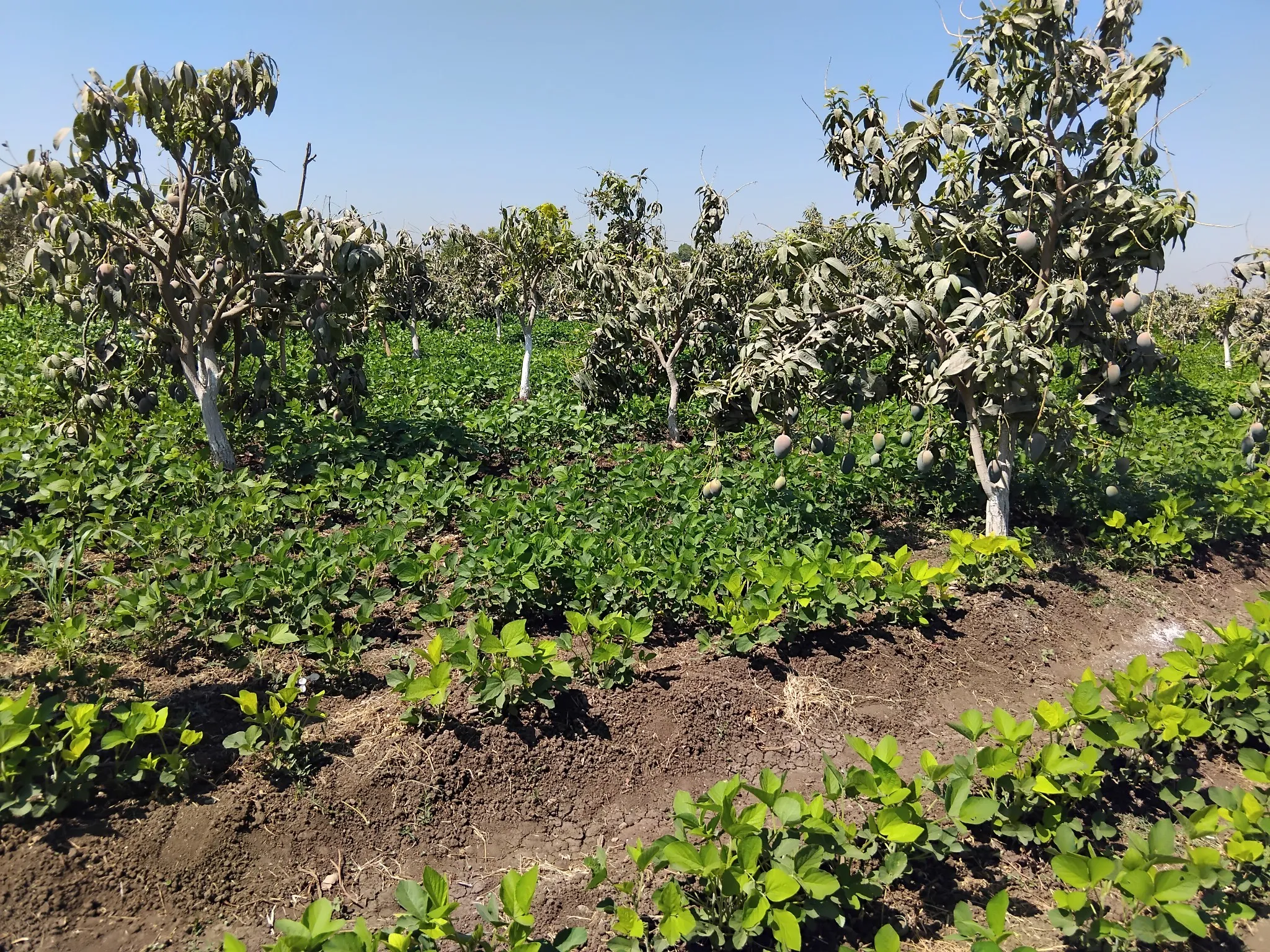 مرفق 3537