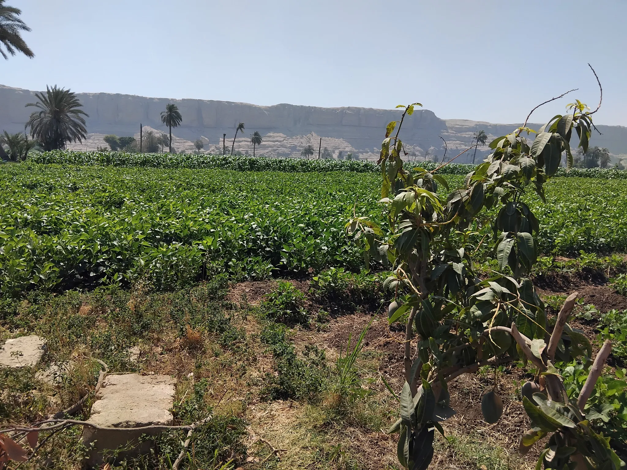 مرفق 3538